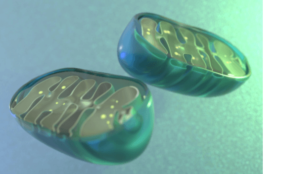 mitochondria